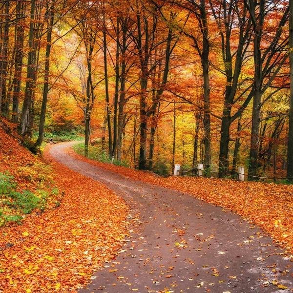 가을 숲의 일몰 — 스톡 사진