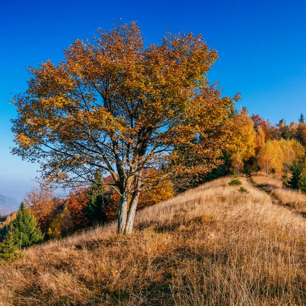 Paisaje otoñal. — Foto de Stock