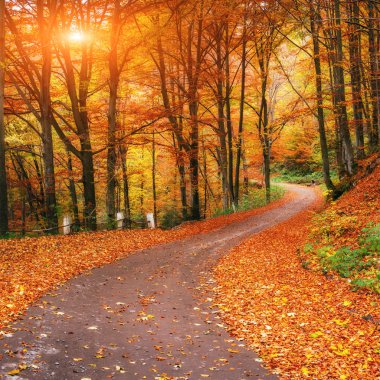 autumn alley 