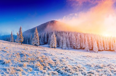 Kış manzara ağaçlar Frost 