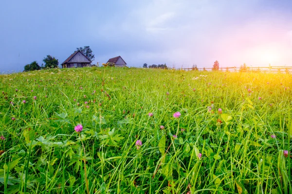 Campo de hierba en las montañas —  Fotos de Stock