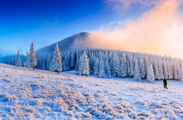 Magico albero coperto di neve invernale — Foto Stock