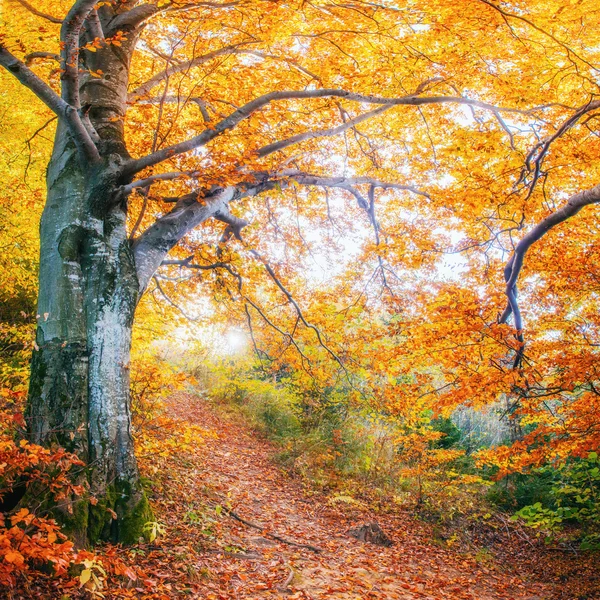 Bos weg in de herfst. herfst landschap. — Stockfoto