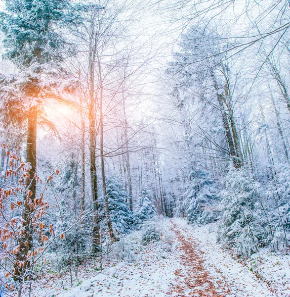 Alberi del paesaggio invernale in gelo — Foto Stock