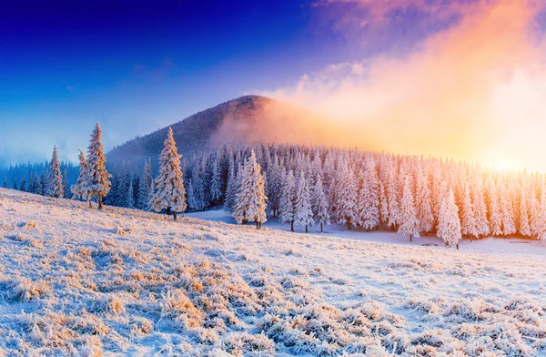 Vinter landskap träd i frost — Stockfoto