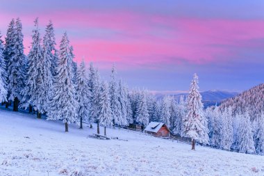 Kış manzara ağaçlar Frost 