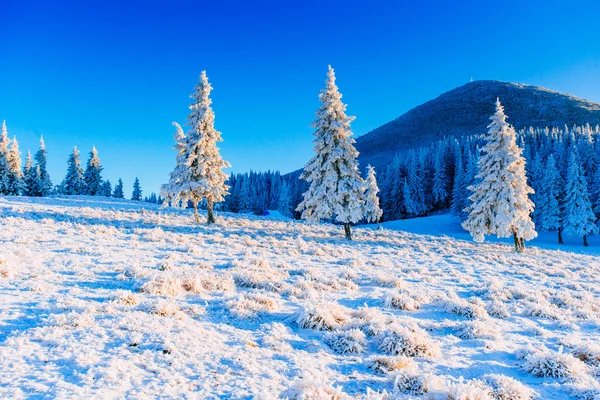 Волшебное зимнее заснеженное дерево — стоковое фото