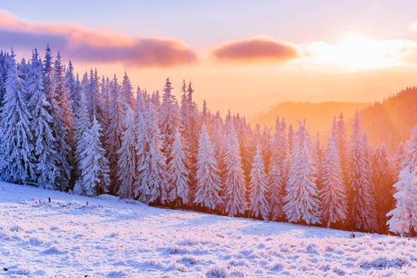 Winter landscape trees in frost — Stock Photo, Image