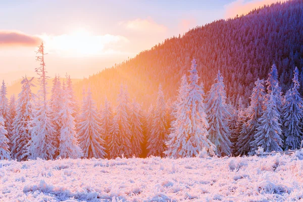 Árboles de paisaje de invierno en las heladas —  Fotos de Stock