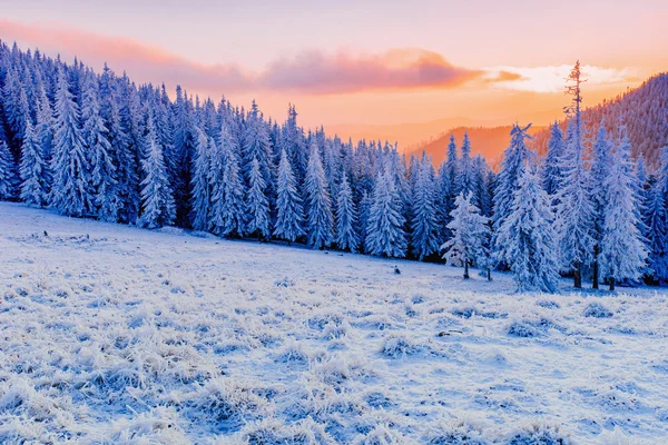 Árvores paisagem de inverno na geada — Fotografia de Stock
