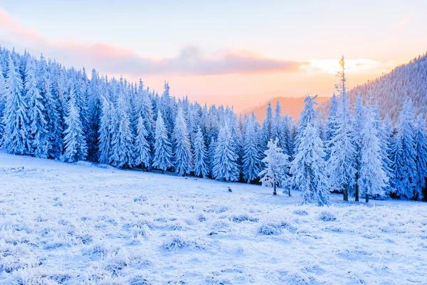 Árvores paisagem de inverno na geada — Fotografia de Stock