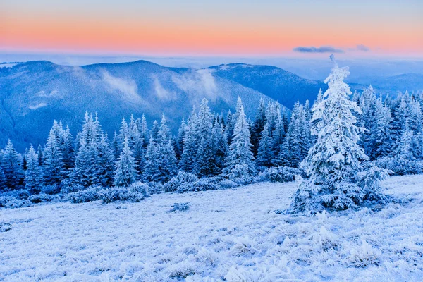 Zimní krajina stromy v mrazu — Stock fotografie