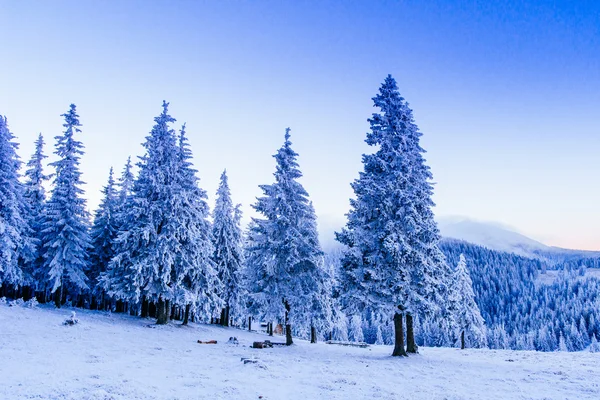 Magiczne zima śnieg drzewa pokryte — Zdjęcie stockowe
