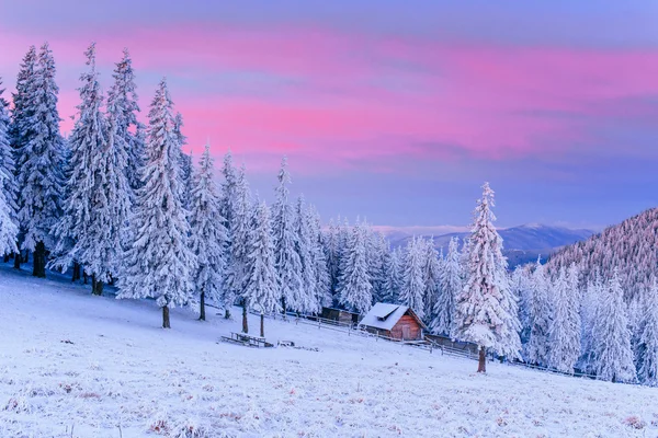 Árvores paisagem de inverno na geada — Fotografia de Stock