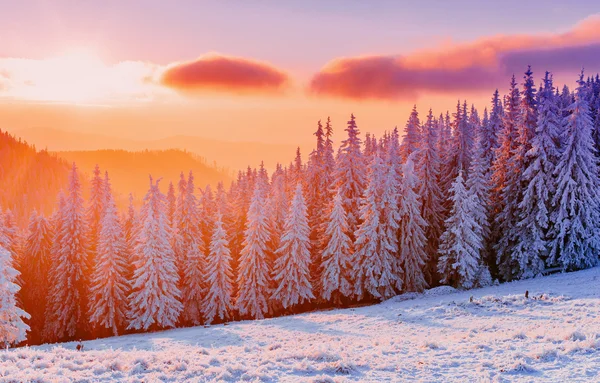 Árvores paisagem de inverno na geada — Fotografia de Stock