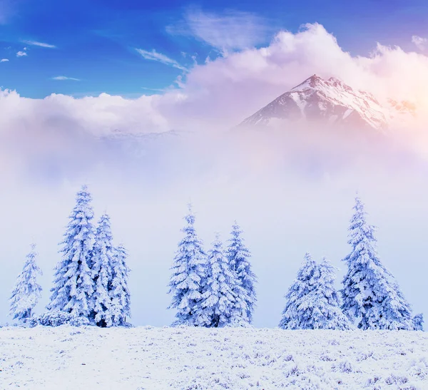 Sunny winter landscape — Stock Photo, Image