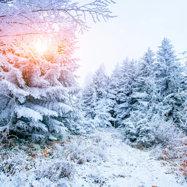 Winterwald mit Schnee bedeckt. — Stockfoto