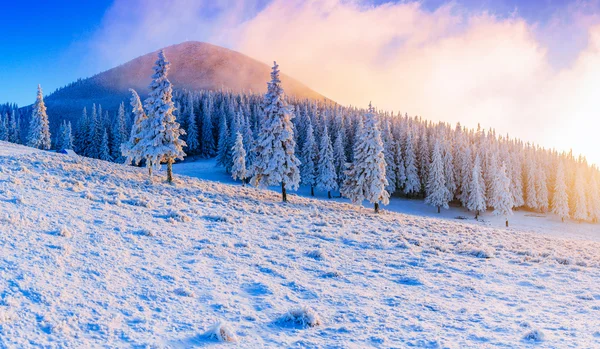 Vinter landskap träd i frost — Stockfoto