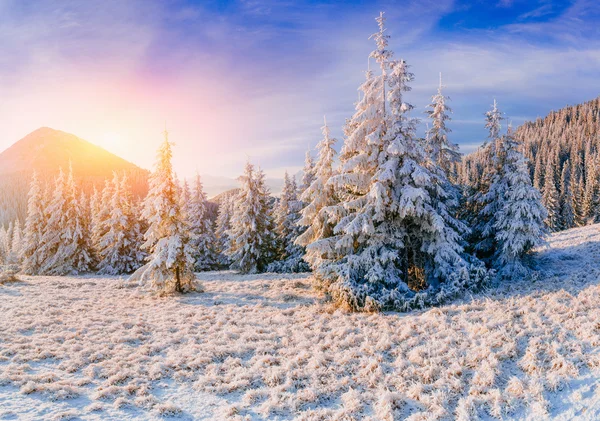 Alberi del paesaggio invernale in gelo — Foto Stock