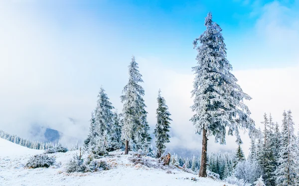 神奇的冬天雪覆盖的树 — 图库照片