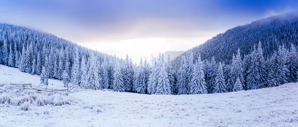 Inverno mágico neve árvore coberta — Fotografia de Stock