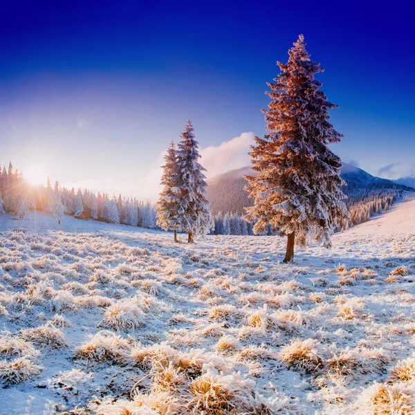 Magiska vinter snö täckta träd — Stockfoto