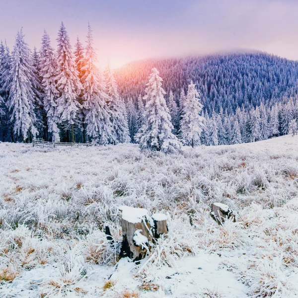 Inverno mágico neve árvore coberta — Fotografia de Stock