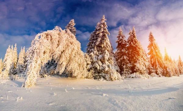 Zimní krajina stromy v mrazu — Stock fotografie