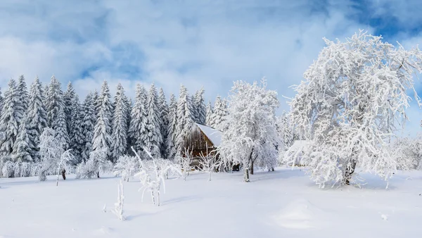 Árvores no inverno — Fotografia de Stock