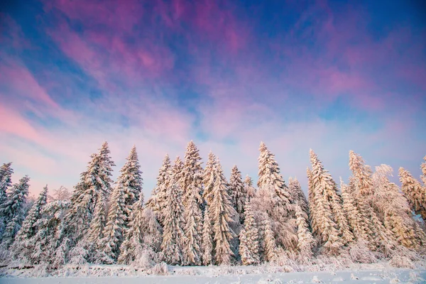 ฤดูหนาวมหัศจรรย์หิมะปกคลุมต้นไม้ — ภาพถ่ายสต็อก