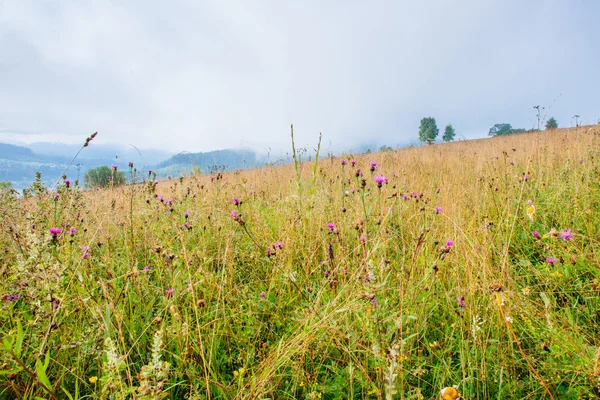 Wiese in den Bergen — Stockfoto