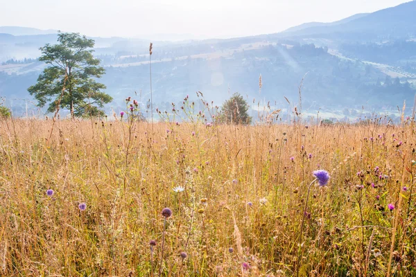 Wiese in den Bergen — Stockfoto