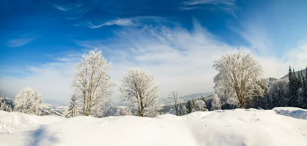 Winter tree in a field with blue sky — Stock Photo, Image