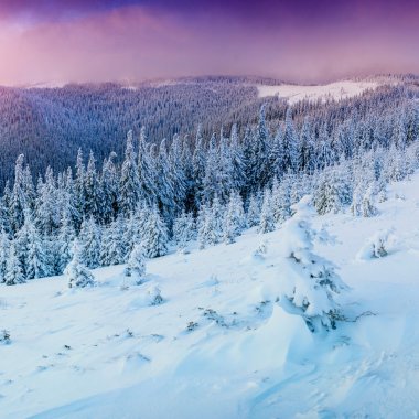 Kış manzara ağaçlar Frost 