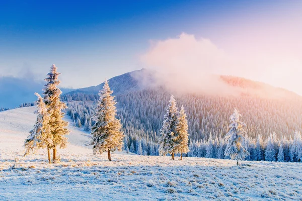 Árbol cubierto de nieve mágico invierno —  Fotos de Stock