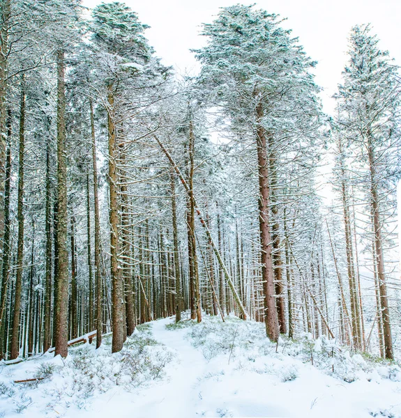 Inverno mágico neve árvore coberta — Fotografia de Stock