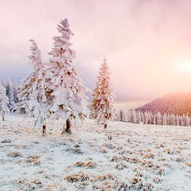 Kış manzara ağaçlar Frost 