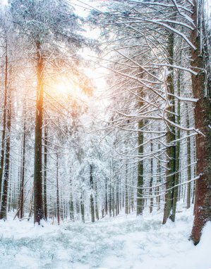 güneşli kış manzarası 