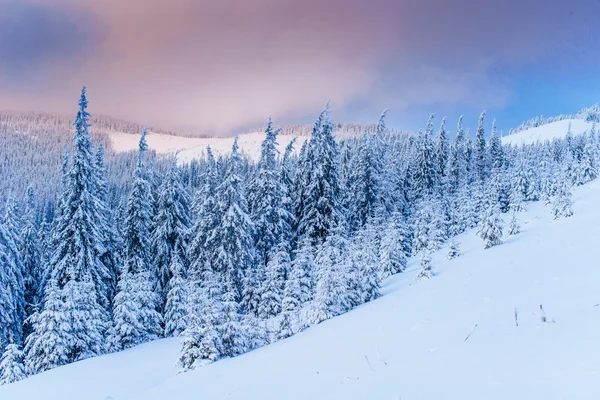 Trees in the fog — Stock Photo, Image