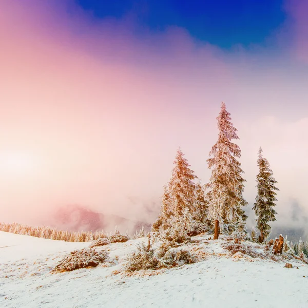 Vinter landskab træer i frost - Stock-foto