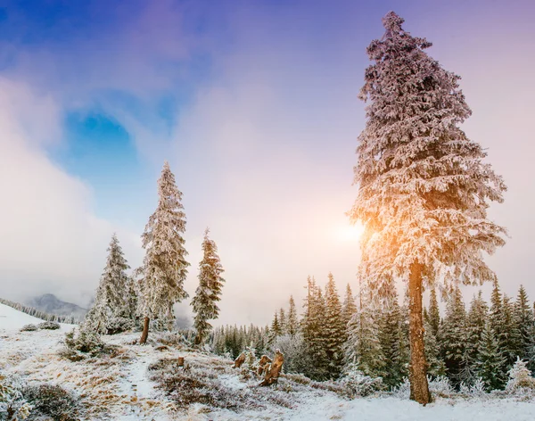 Winterlandschaftsbäume im Frost — Stockfoto