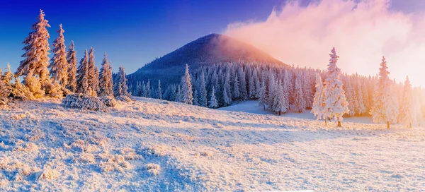 Trees in the fog — Stock Photo, Image