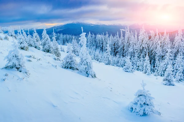 Soleado paisaje de invierno —  Fotos de Stock