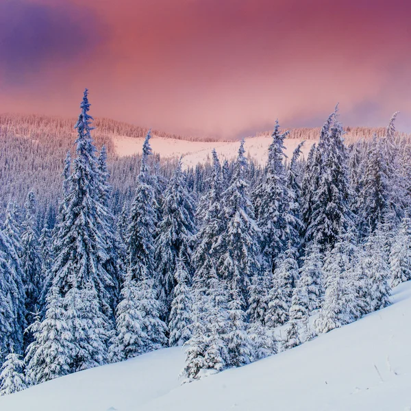 Magische winter sneeuw overdekte boom — Stockfoto