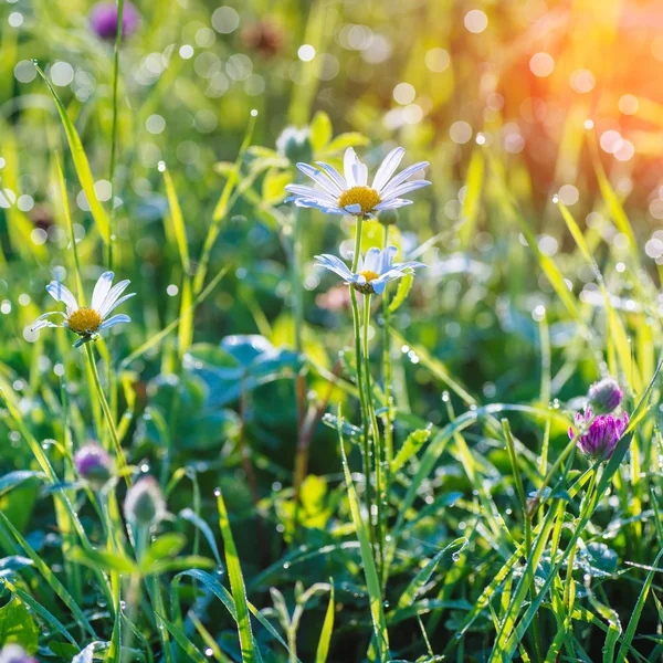 Grass field in the mountains — Stock Photo, Image