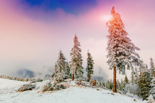 Árbol cubierto de nieve mágico invierno —  Fotos de Stock