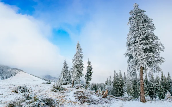 Árboles de paisaje de invierno en las heladas — Foto de Stock