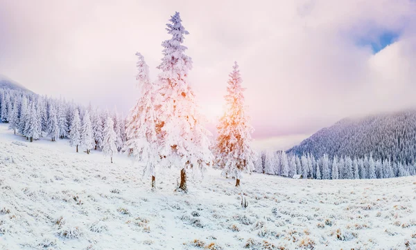 Slunečné Zimní krajina — Stock fotografie