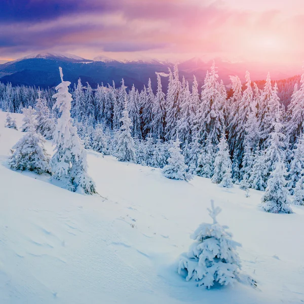 Magiske vinter sne dækket træ - Stock-foto