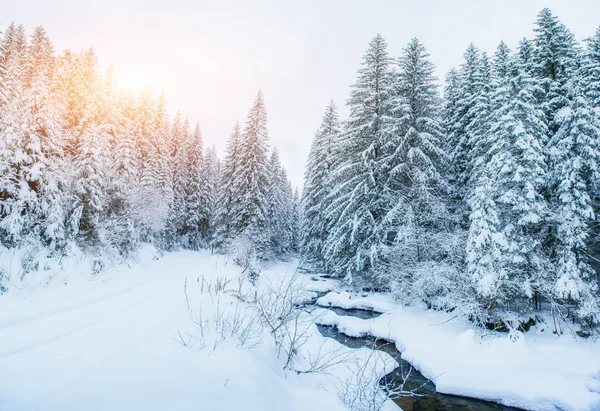 冬の渓流 — ストック写真
